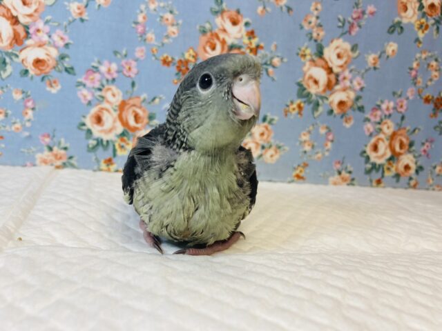 サザナミインコ