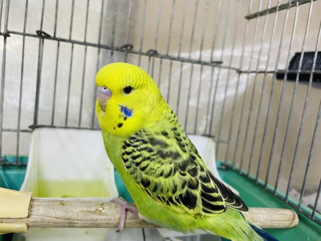 ジャンボセキセイインコ