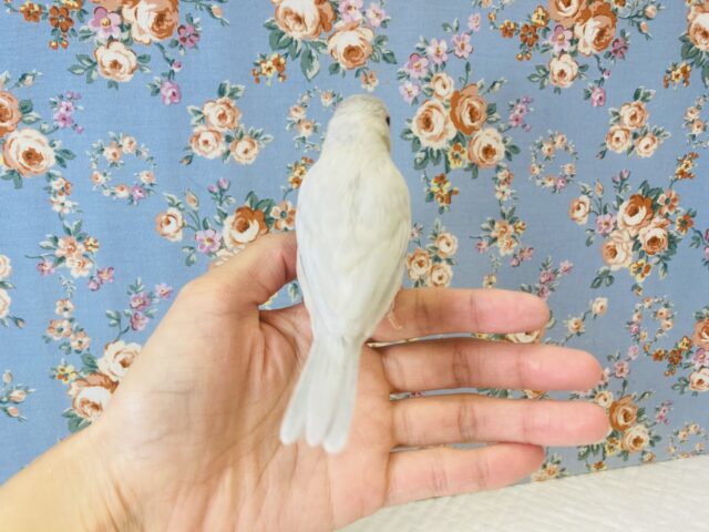 シルバー文鳥