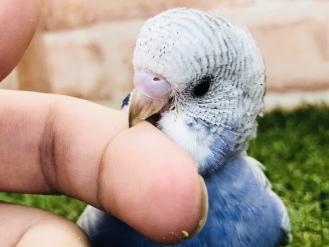 セキセイインコ