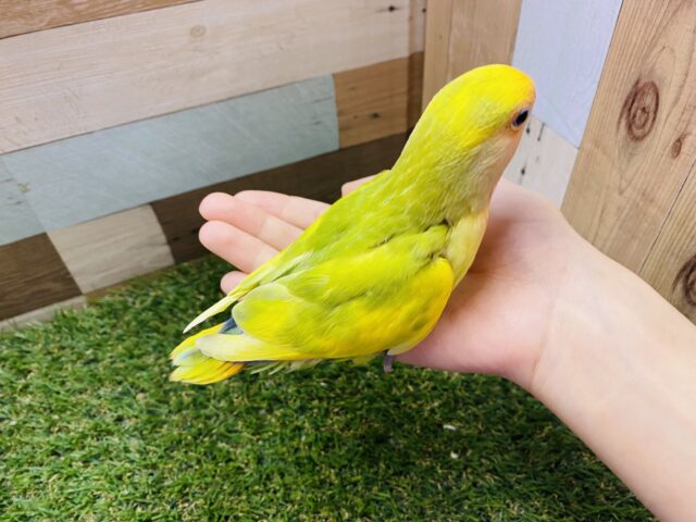 コザクラインコ（小桜インコ）