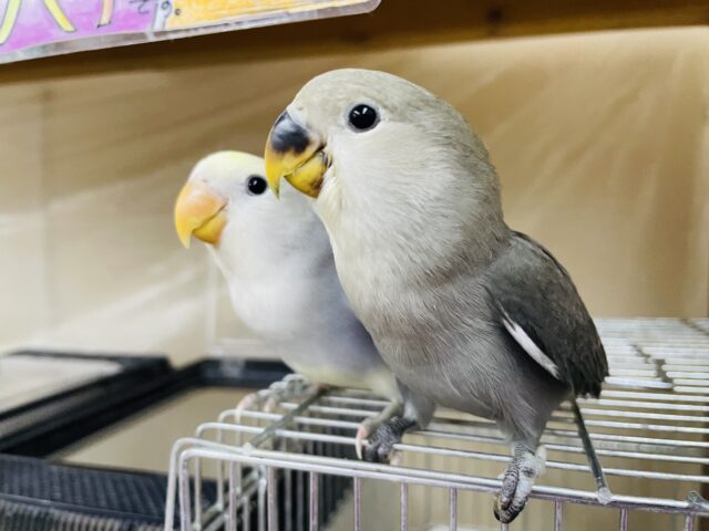 コザクラインコ（小桜インコ）