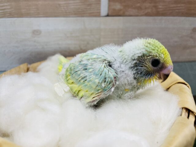 セキセイインコ