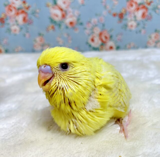 ジャンボセキセイインコ