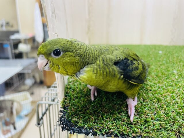 サザナミインコ