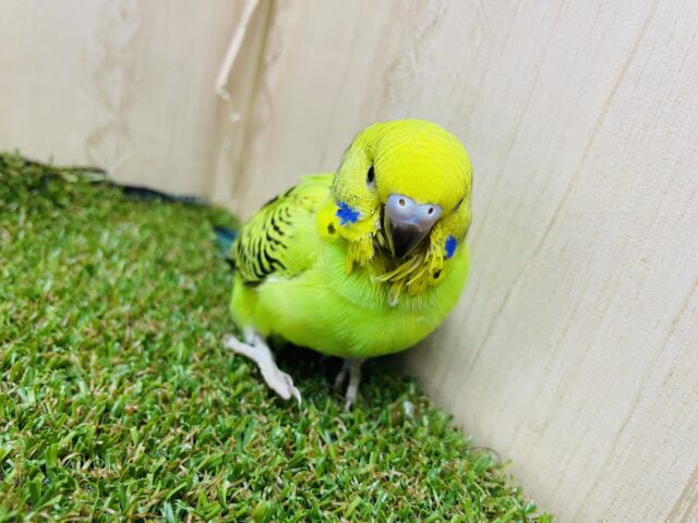 セキセイインコ