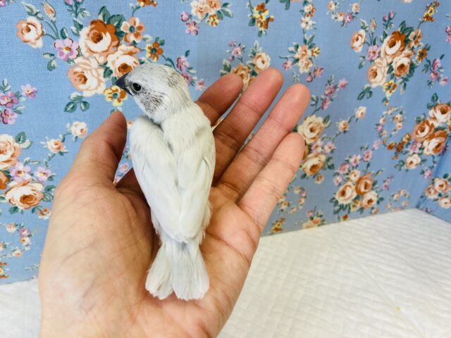 シルバー文鳥