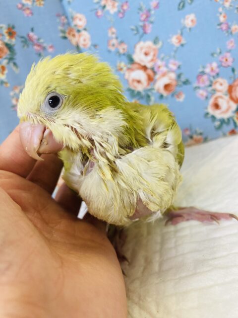 オキナインコ