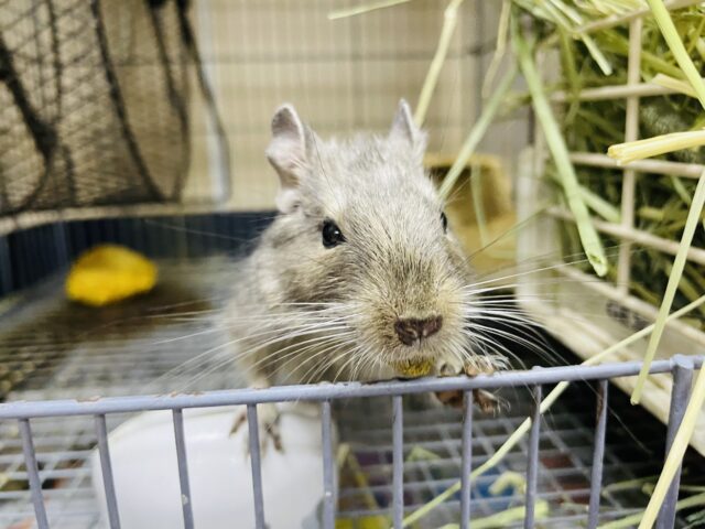 まってまって!起きたらもうランチタイム〜 デグー ブルー 女の子 デグー