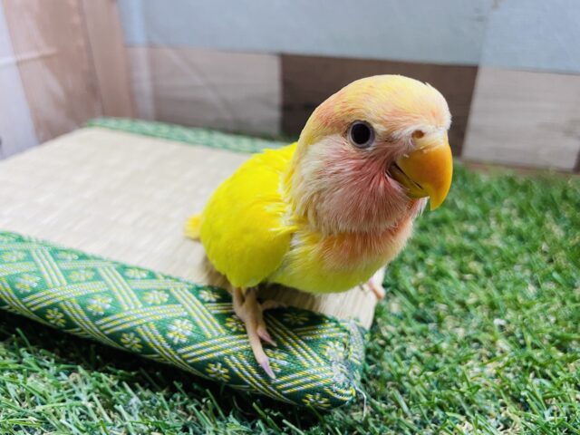 コザクラインコ（小桜インコ）