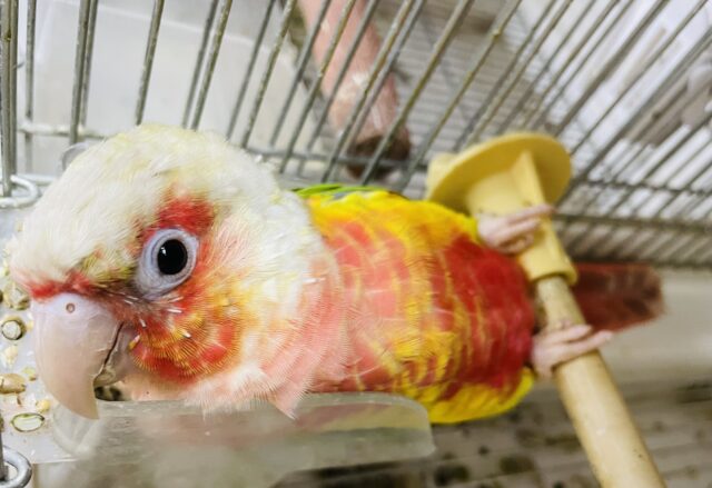 ホオミドリウロコインコ