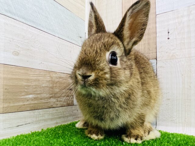 ネザーランドドワーフ