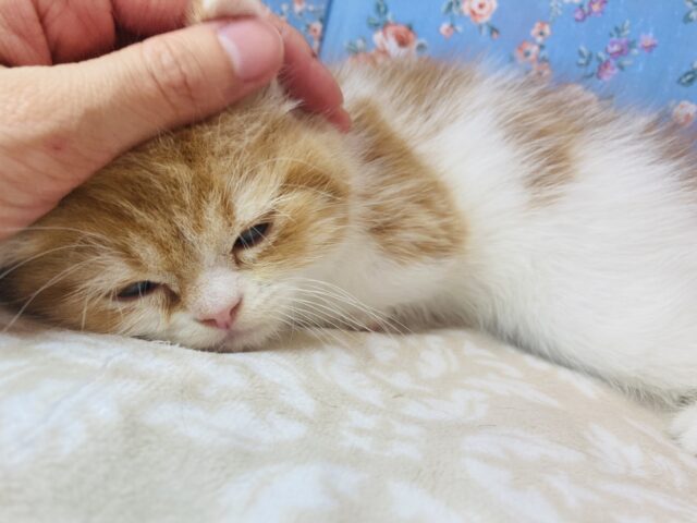 フォールデックス