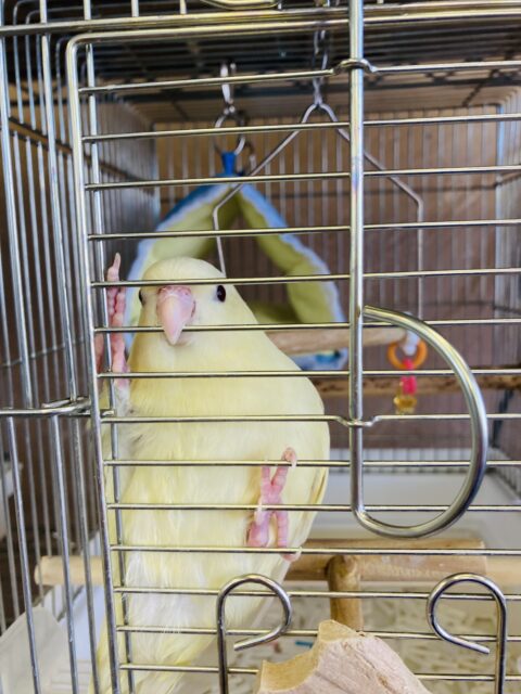 サザナミインコ