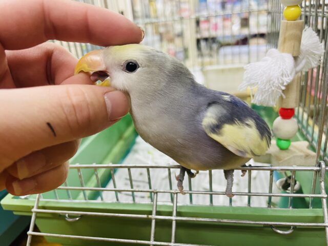 コザクラインコ（小桜インコ）