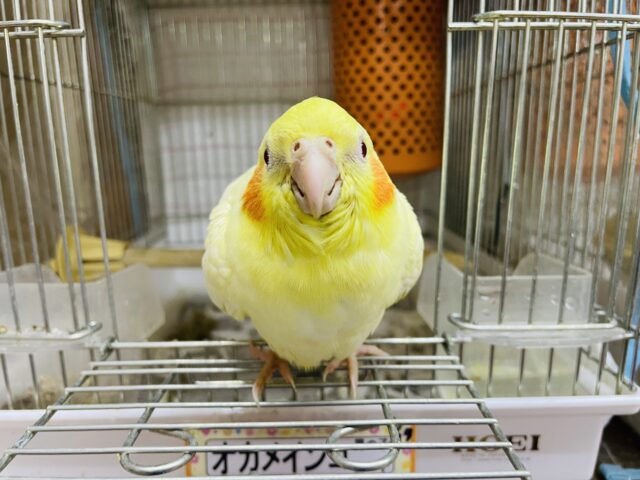 オカメインコ