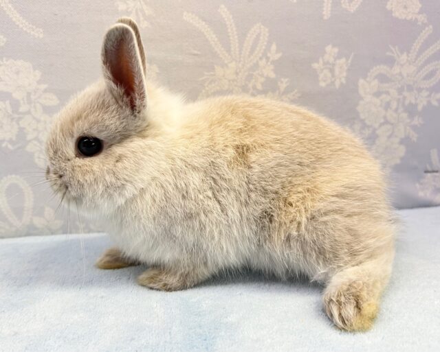 ネザーランドドワーフ