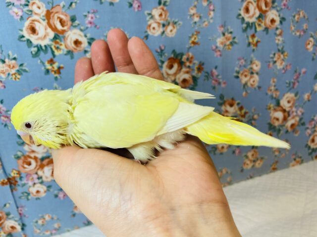 かわいいレモン色のセキセイさんはいかが?🍋手乗りセキセイインコ(ルチノー)🪶✨ セキセイインコ