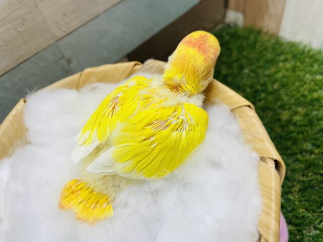 コザクラインコ（小桜インコ）