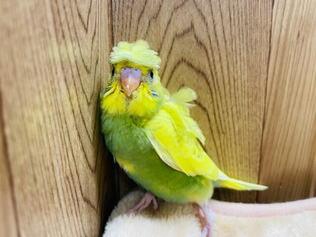 羽衣セキセイインコ
