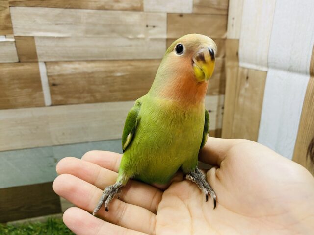 コザクラインコ（小桜インコ）