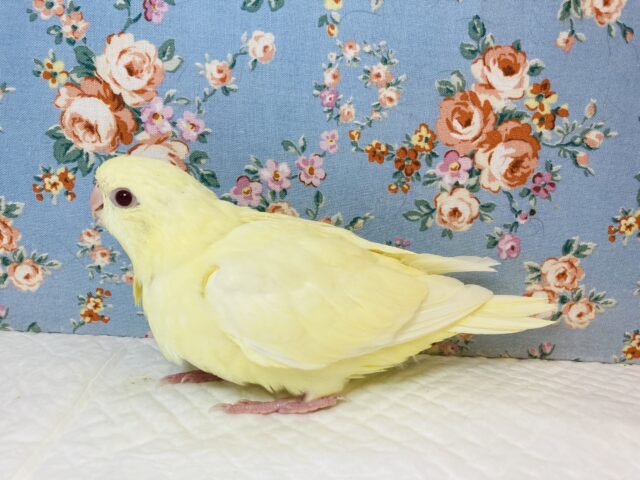 サザナミインコ