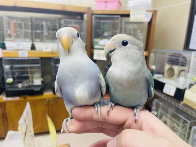 コザクラインコ（小桜インコ）