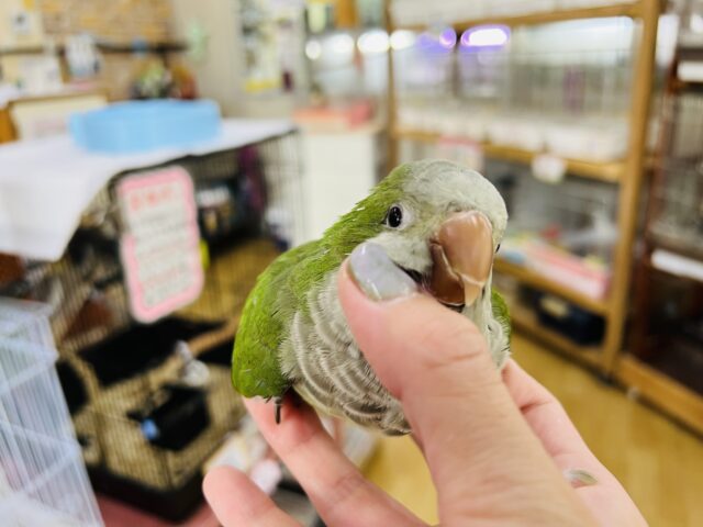 オキナインコ