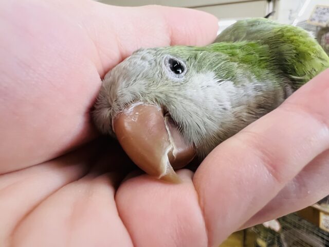 オキナインコ