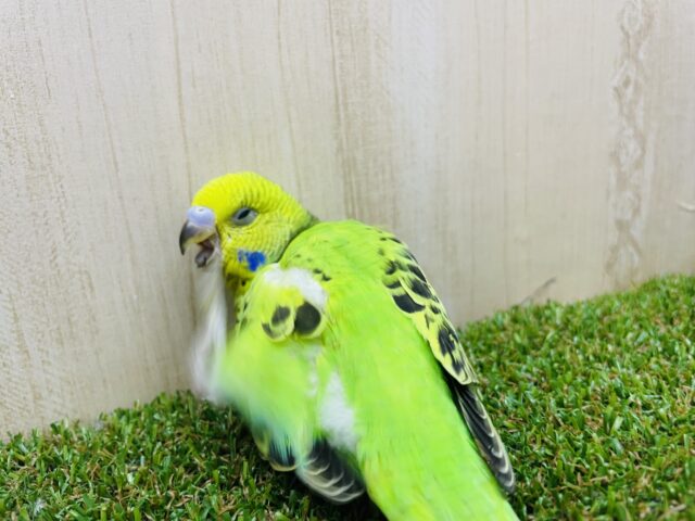 セキセイインコ