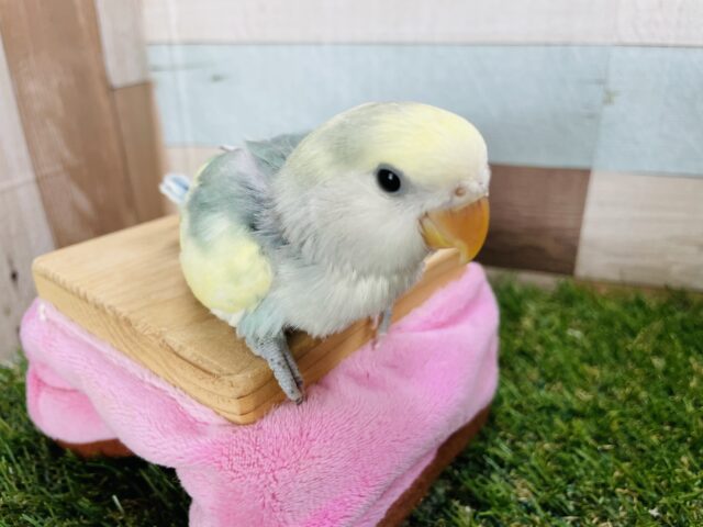 コザクラインコ（小桜インコ）
