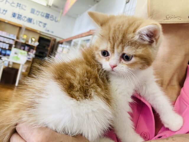 フォールデックス