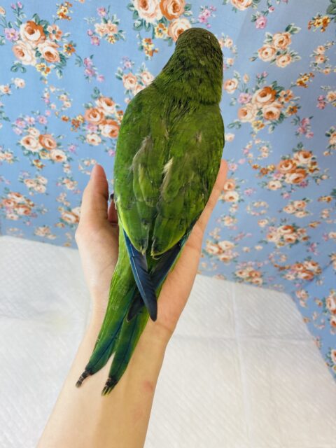 オキナインコ