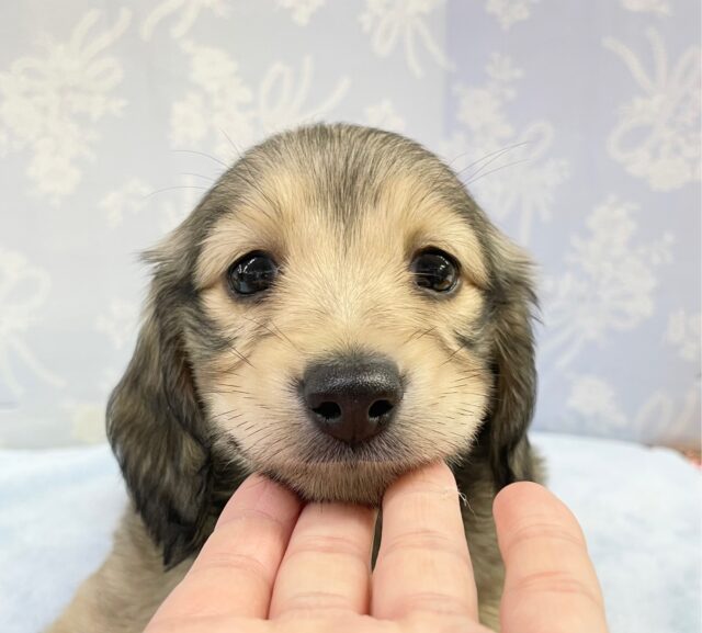 ミニチュアダックス