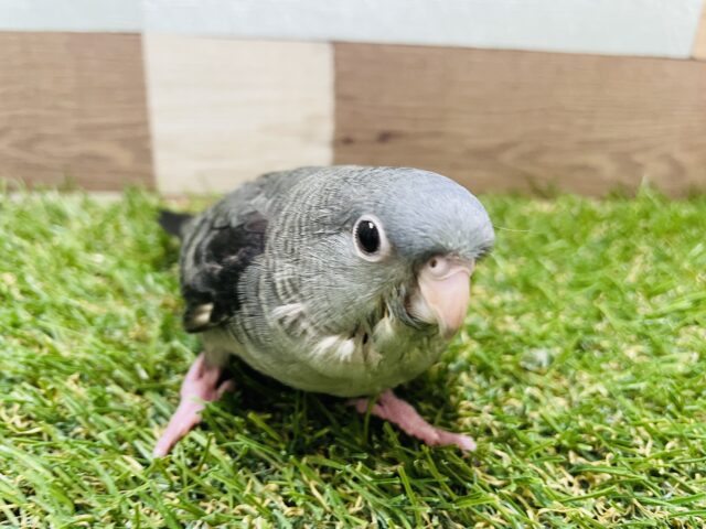 サザナミインコ