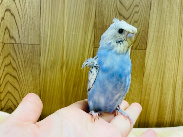 羽衣セキセイインコ