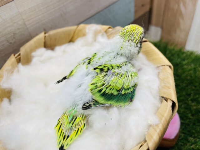 セキセイインコ