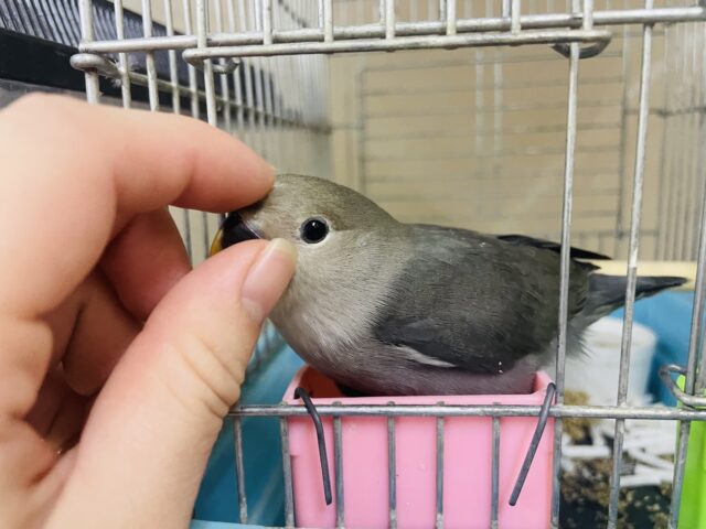 コザクラインコ（小桜インコ）