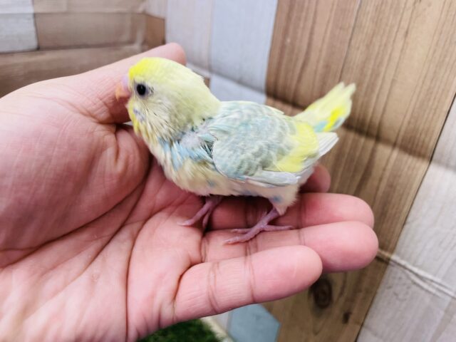 セキセイインコ