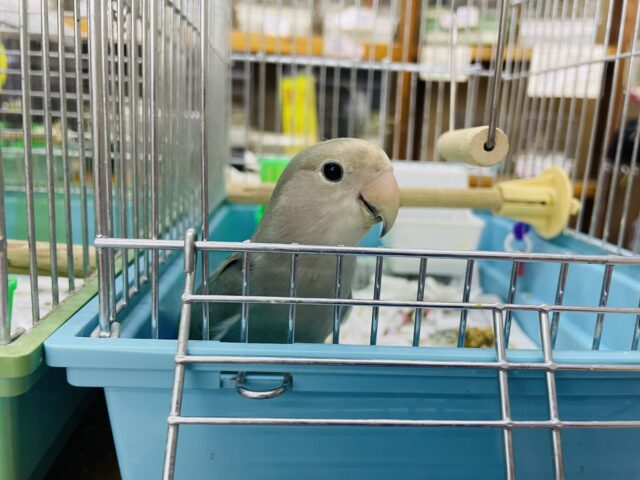 コザクラインコ（小桜インコ）