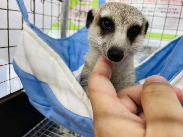 ミーアキャット