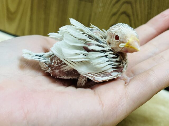 シルバーイノ文鳥