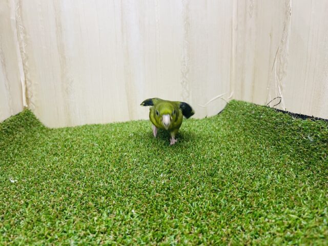 サザナミインコ