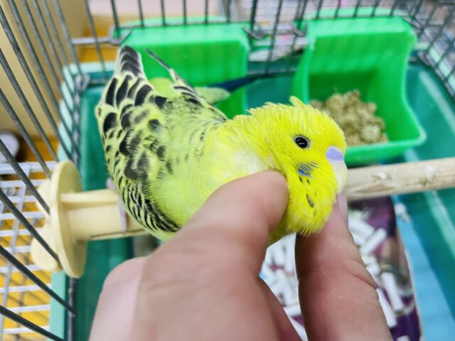ジャンボセキセイインコ