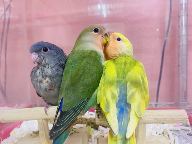 サザナミインコ