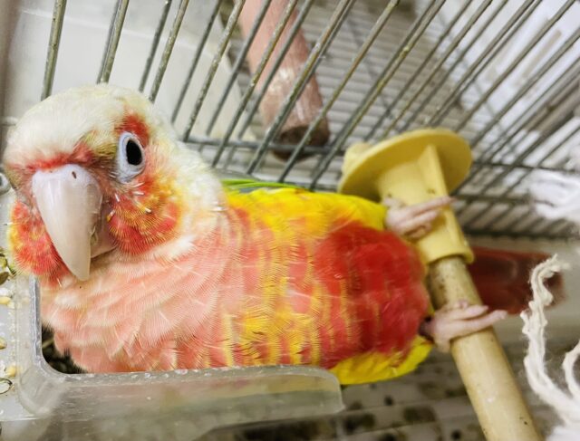 ホオミドリウロコインコ