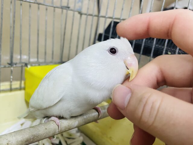 コザクラインコ（小桜インコ）