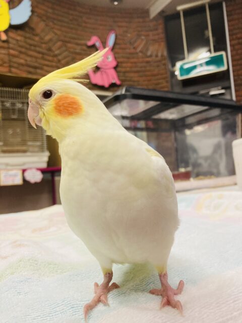 オカメインコ