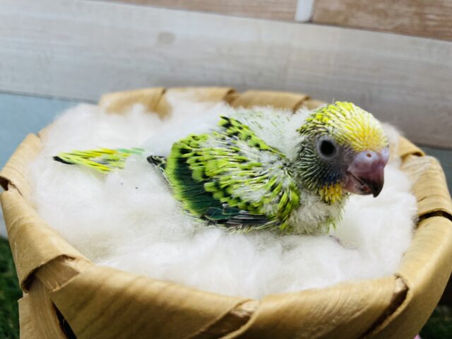 セキセイインコ