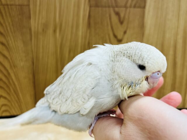 ジャンボセキセイインコ